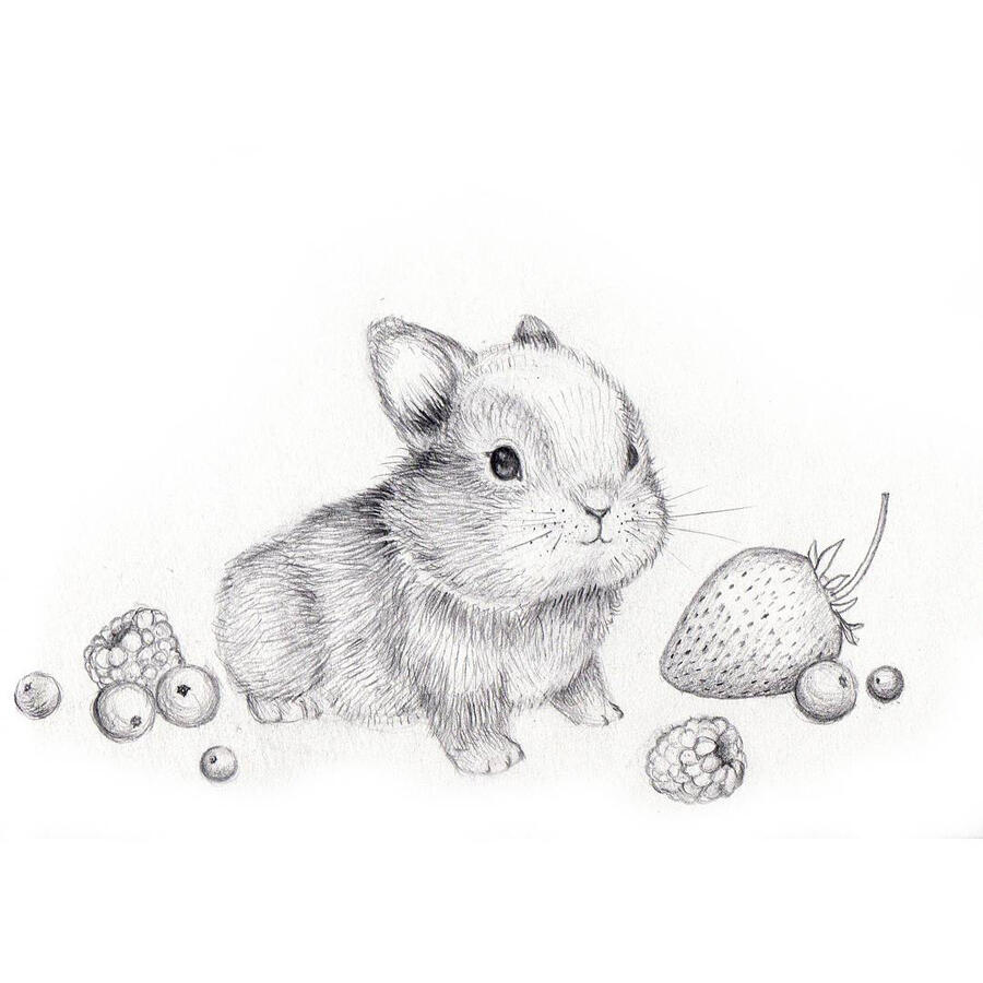 Bunny & Berries Bunny & Berries