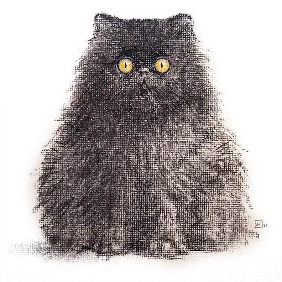 Sooty, the Charcoal Cat Sooty, the Charcoal Cat